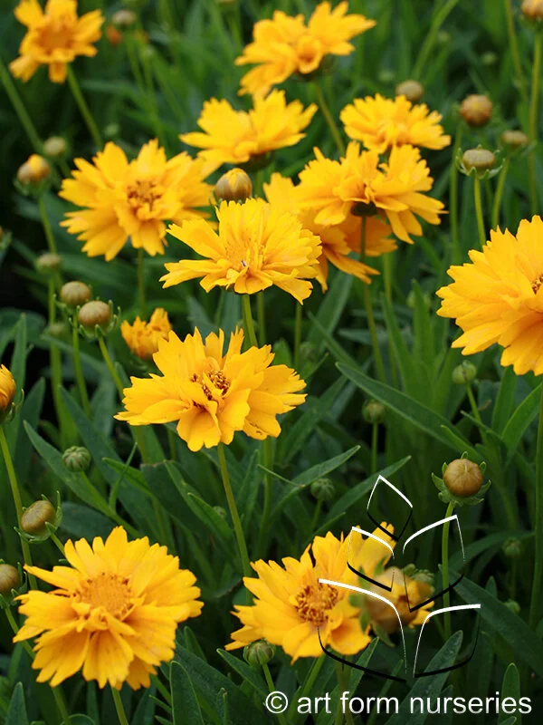 Coreopsis grandiflora Early Sunrise Art Form Nurseries